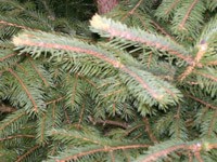 Leigh Sinton Christmas Trees 256012 Image 6